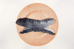 Cervelat und Brot